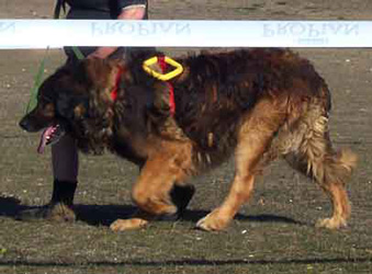 Notre Leonberg Robin en concours de travail à l'eau à Angoulins en 2009 réussit, 9 ans passés, son deuxième degré de sauvetage aquatique. Epreuve de suivi, prparation