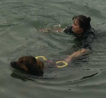 Leonberg Robin en démo à la Fête de la Mer, à Fécamp en 2007.