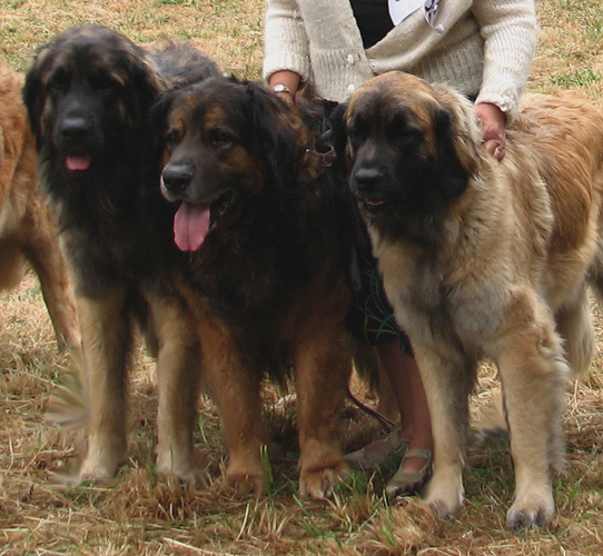 A Malansac en 2011, Robin Excellent en vnrable entre son petit fils, Etienne, meilleur mle intermdiaire et sa petite fille, Eponine,excellent en classe intermdiaire