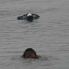 Leonberg Robin , passage du second degré de sauvetage aquatique à Nantes en 2008, après un an sans entraînement.