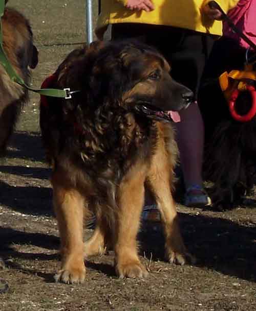 Notre Leonberg Robin en concours de travail  l'eau  Angoulins en 2009 russit, 9 ans passs, son deuxime degr de sauvetage aquatique