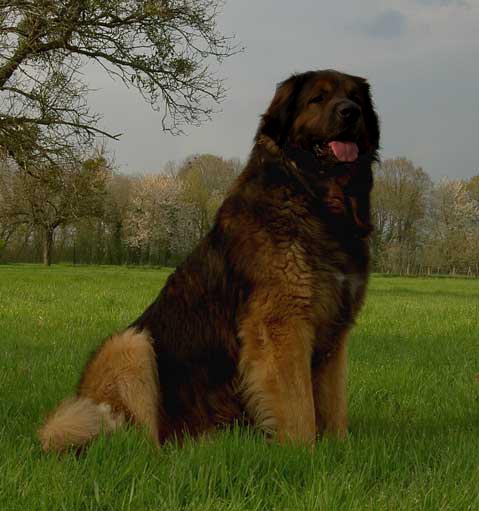 Robin des Neiges de Chantelouve, Leonberg Champion international de beauté, Etalon Elite A, 2ième degré de sauvetage aquatique