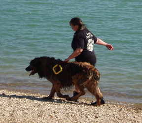 Leonberg Robin au second degr de travail  l'eau, travail au sol