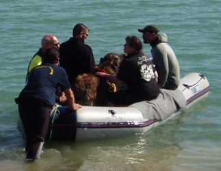 Leonberg Robin au second degr de travail  l'eau, suivi de bateaul
