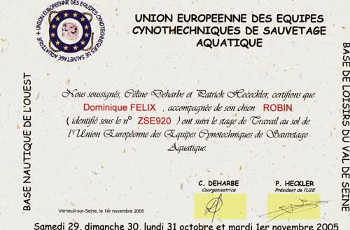 Leonberg Robin en stage de sauvetage aquatique Leonberg Robin en stage de sauvetage aquatique