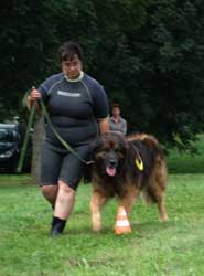 Leonberg Robin en sauvetage aquatique passe son premier degr. Travail au sol.