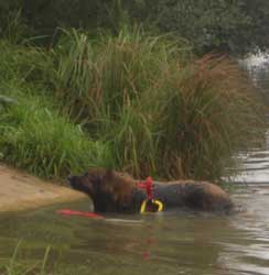 Leonberg Robin en sauvetage aquatique passe son premier degr. Rapport du manchon.