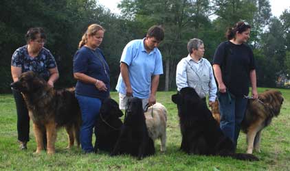 Leonberg Robin en sauvetage aquatique passe son premier degr. Les concurrents et copains.