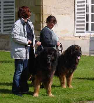 Robin vtran, slectionn parmi les quatre meilleurs mles de l'exposition