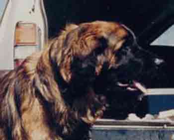 Socrate en Camargue en 1983
