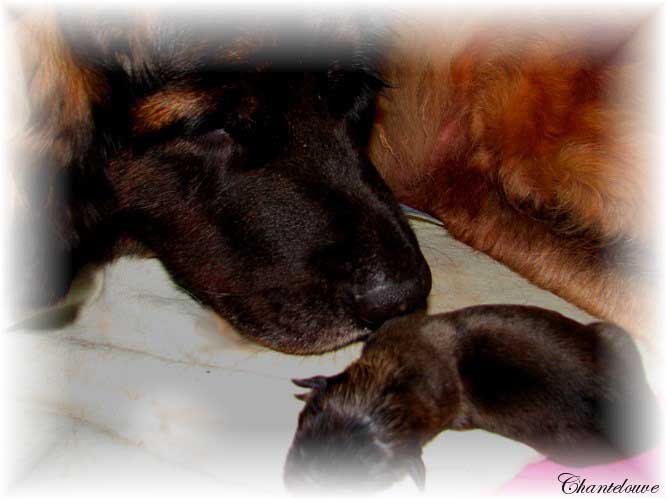 Leonberger Thermidor des Neiges de Chantelouve