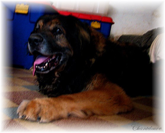 Leonberger Thermidor des Neiges de Chantelouve