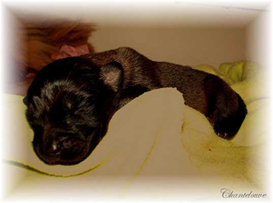 Leonberger Thermidor des Neiges de Chantelouve