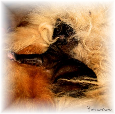 Leonberger Thermidor des Neiges de Chantelouve