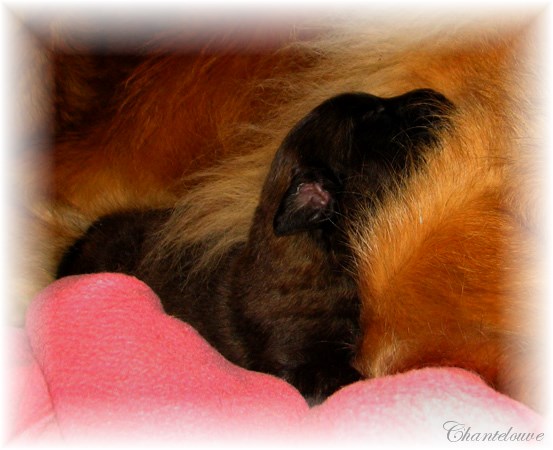 Leonberger Thermidor des Neiges de Chantelouve