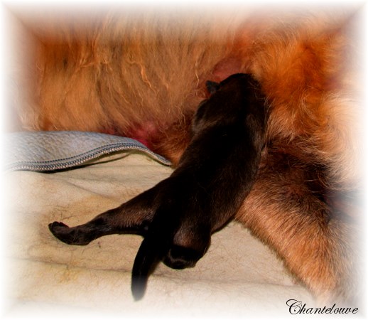 Leonberger Thermidor des Neiges de Chantelouve