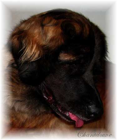 Leonberger Thermidor des Neiges de Chantelouve