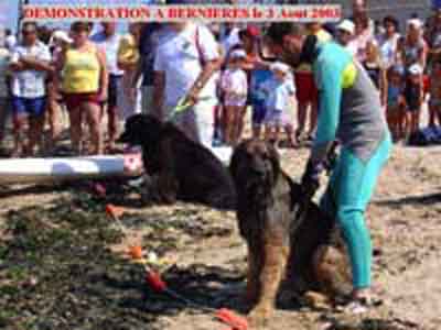 Leonberg en sauvetage en mer. Robin des Neiges de Chantelouve Leonberg en sauvetage en mer. Robin des Neiges de Chantelouve