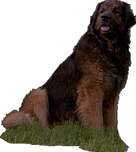 Robin des Neiges de Chantelouve, leonberg fran�ais ayant � la fois un titre de Champion de beaut�, prim� en Sauvetage Aquatique et �talon Elite A. Il est la preuve que beaut�, standard, exposition, reproduction et disciplines de travail sont parfaitement compatibles  