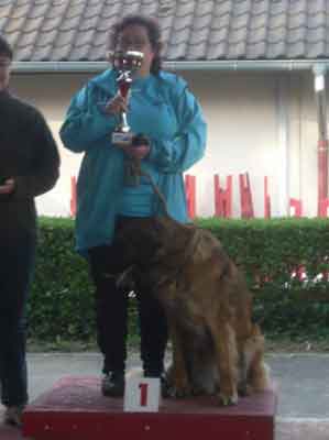 Leonberg  Urania, championne d'Alsace en agility