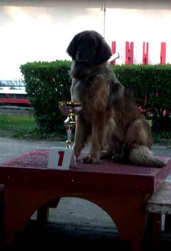 Leonberg  Verone, championne d'Alsace en agility