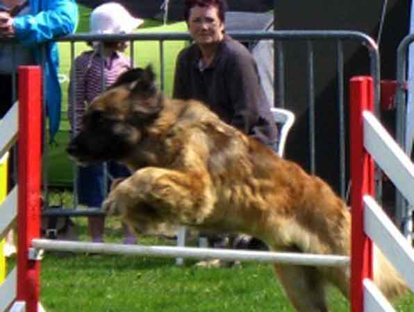Leonberg  Verone, championne d'Alsace en agility