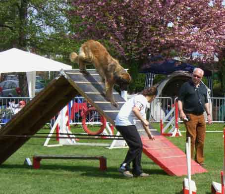 Leonberg  Verone, championne d'Alsace en agility