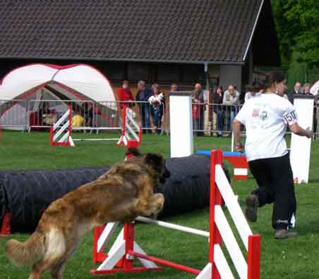 Leonberg  Verone, championne d'Alsace en agility