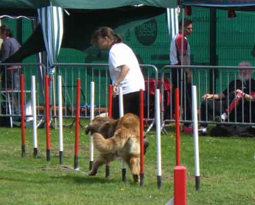 Leonberg  Verone, championne d'Alsace en agility