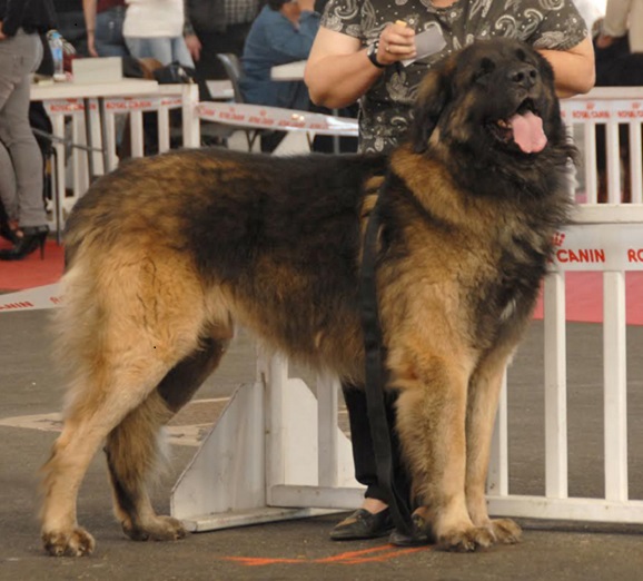 Leonberger Etienne-Ventse des Neiges de Chantelouve