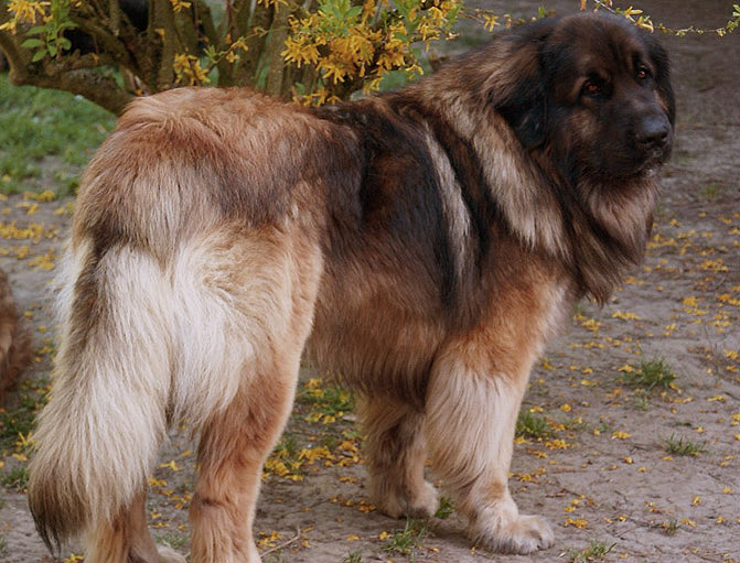 Versace Crystal Bright Zleta Elita dit Sacha, papa de nos chiots leonberg Gentiane