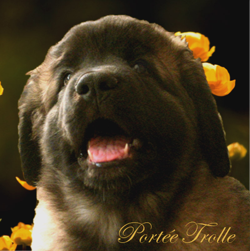 Naissance des chiots Leonberg Trolle des Neiges de Chantelouve