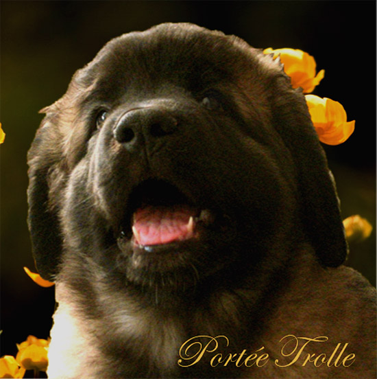 Naissance des chiots Leonberg Trolle des Neiges de Chantelouve