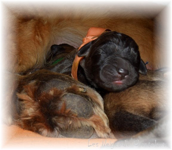 Nos chiots leonberg Trolle