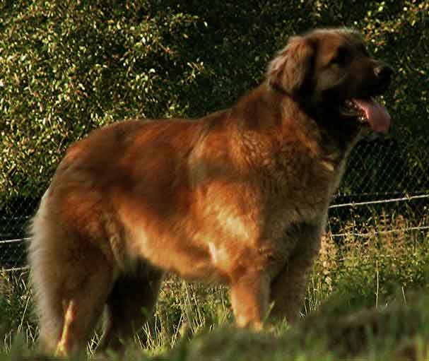 Leonberger Ugolaine des Lions du Duc de Normandie