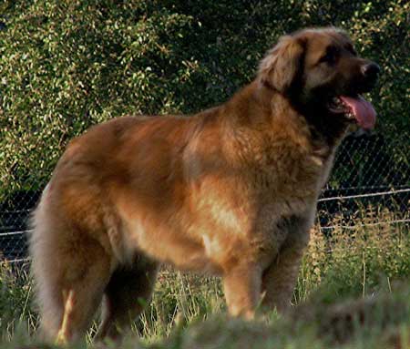 La trs belle Ugolaine, un vrai leonberg comme on les aime