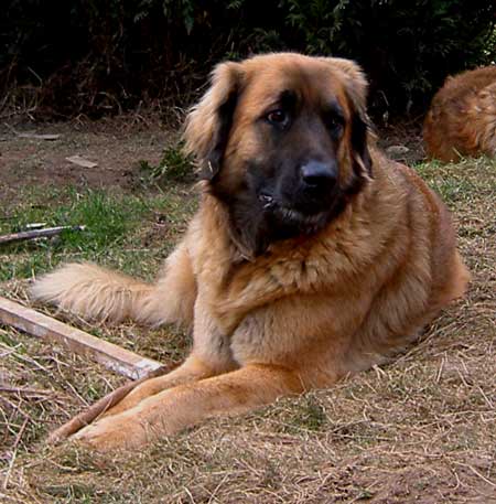 Un bonheur  de leonberg se contente de peu, beaucoup de grand air et d'activits et une abondance de trs gros clins