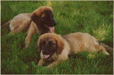 Deux soeurs Leonberger, Ugolaine-Tina et Uppeline