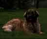Notre Leonberg, Uppeline des Lions du Duc de Normandie