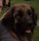 Notre Leonberg, Uppeline des Lions du Duc de Normandie