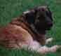 Notre Leonberg, Uppeline des Lions du Duc de Normandie