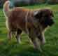 Notre Leonberg, Uppeline des Lions du Duc de Normandie