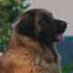 Notre Leonberg, Uppeline des Lions du Duc de Normandie