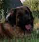 Notre Leonberg, Uppeline des Lions du Duc de Normandie