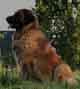 Notre Leonberg, Uppeline des Lions du Duc de Normandie