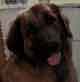Notre Leonberg, Uppeline des Lions du Duc de Normandie
