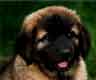 Notre Leonberg, Uppeline des Lions du Duc de Normandie