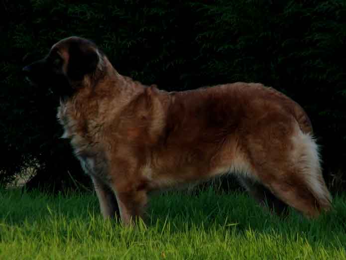 Leonberger Uppeline des Lions du Duc de Normandie