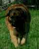 Notre Leonberg, Uppeline des Lions du Duc de Normandie