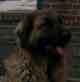 Notre Leonberg, Uppeline des Lions du Duc de Normandie